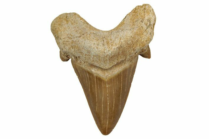 Fossil Shark Tooth (Otodus) - Morocco #353426